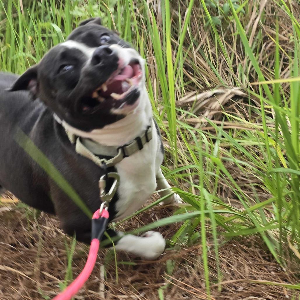 Wilma, a Adoptable mixed breed in Englewood, FL image 4/5