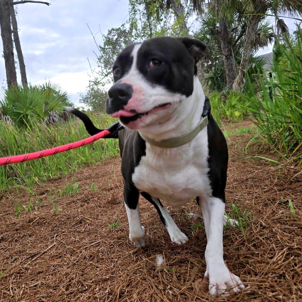 Wilma, a Adoptable mixed breed in Englewood, FL image 5/5