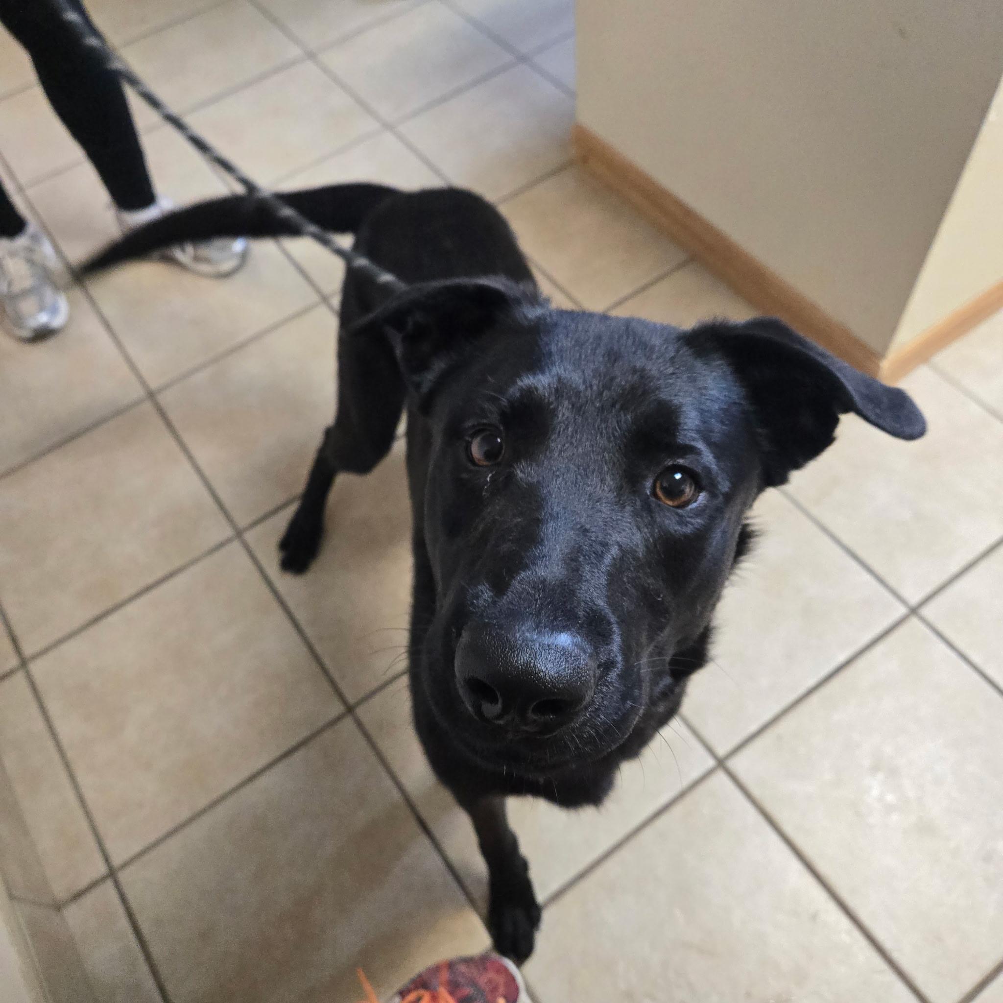 Archer, ADOPTABLE, Young Male Black Labrador Retriever.