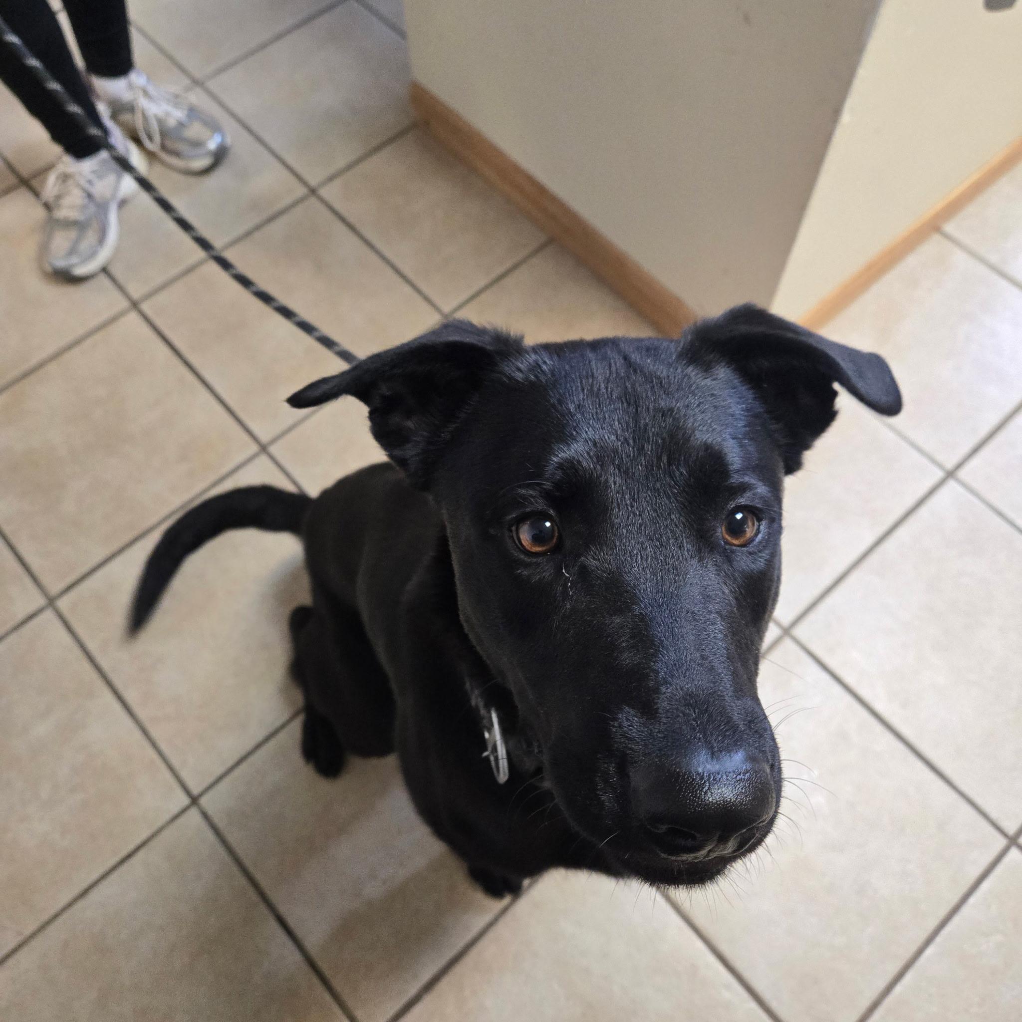 Archer, a ADOPTABLE mixed breed in West Branch, MI image 2/2