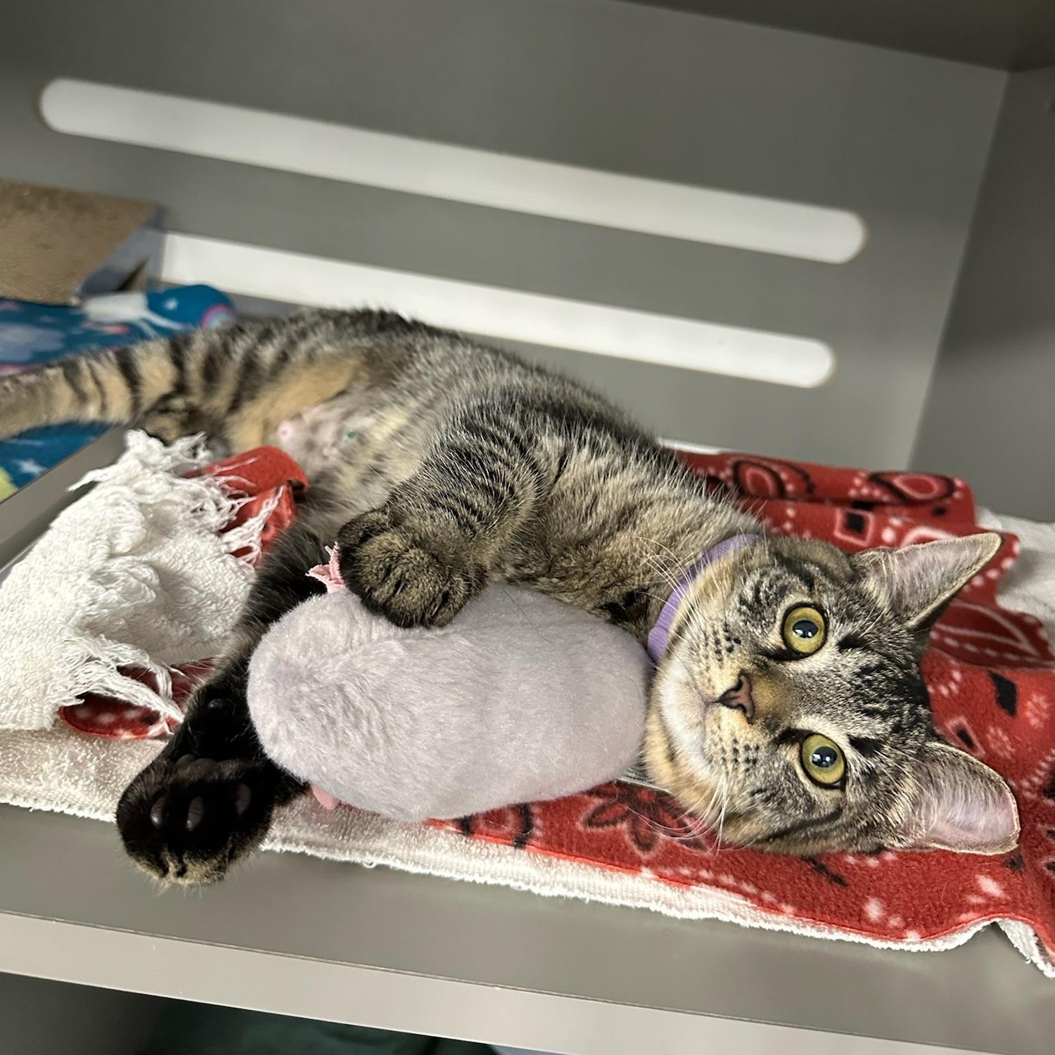 Enlarge Pretty Girl, a ADOPTABLE Domestic Short Hair in Renton , WA image 4/6