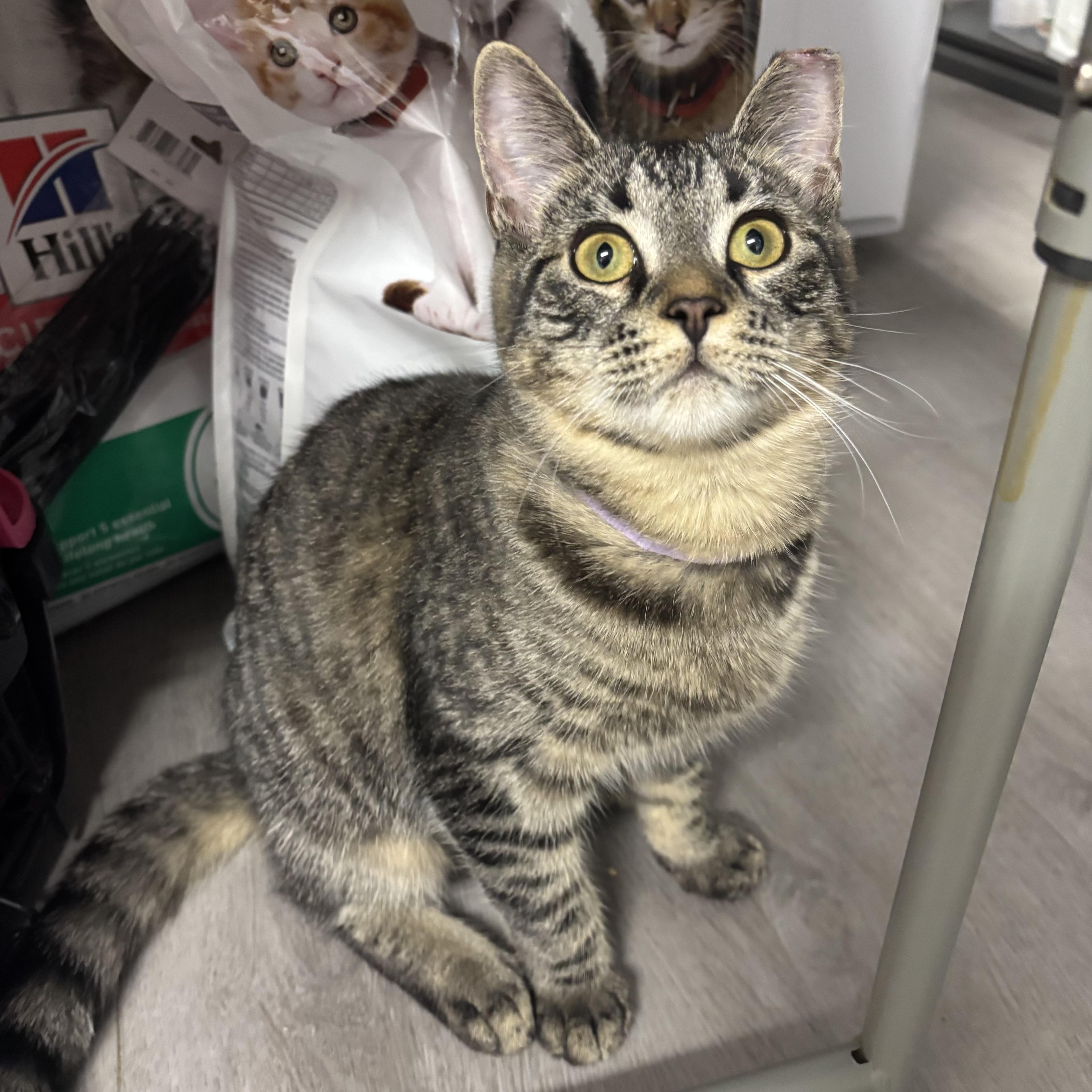 Enlarge Pretty Girl, a ADOPTABLE Domestic Short Hair in Renton , WA image 3/6