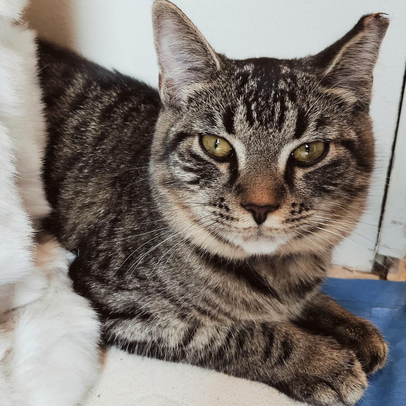 Enlarge Pretty Girl, a ADOPTABLE Domestic Short Hair in Renton , WA image 2/6