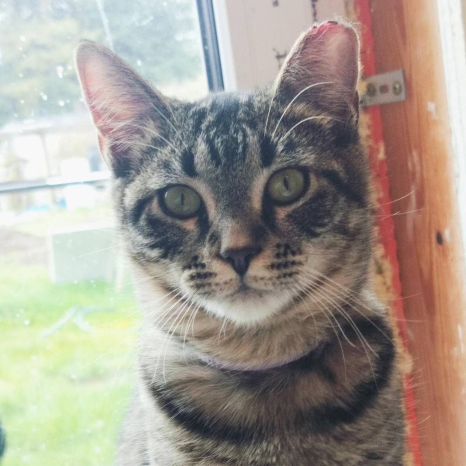 Enlarge Pretty Girl, a ADOPTABLE Domestic Short Hair in Renton , WA image 6/6