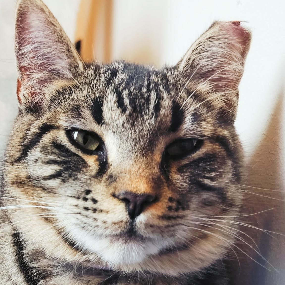 Enlarge Pretty Girl, a ADOPTABLE Domestic Short Hair in Renton , WA image 5/6