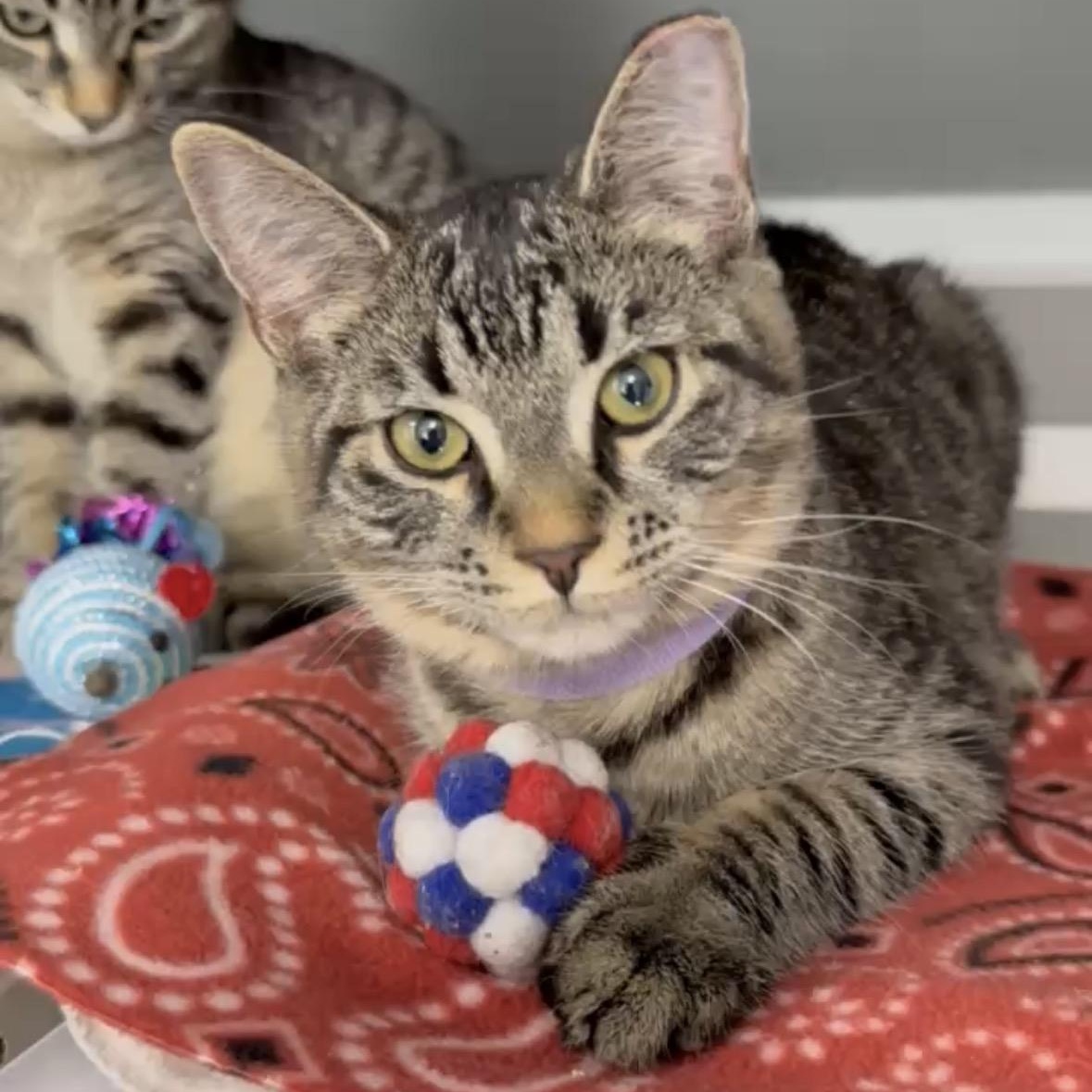 Enlarge Pretty Girl, a ADOPTABLE Domestic Short Hair in Renton , WA image 1/6