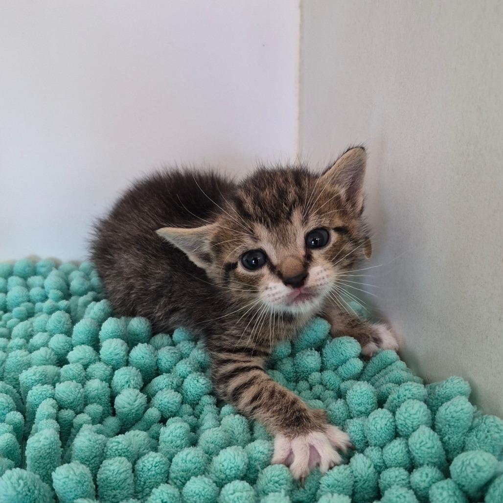 Enlarge Bambi, a Adoptable Domestic Short Hair in Portland, TX image 1/1