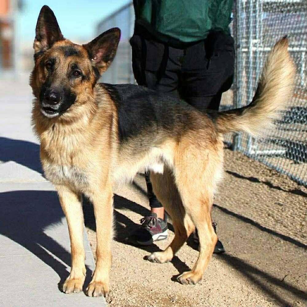 Taz, Adoptable, Adult Male German Shepherd Dog.