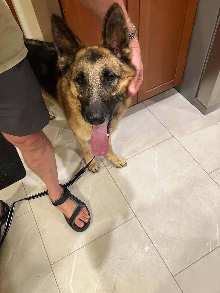 Taz, a Adoptable German Shepherd Dog in Suamico, WI image 2/2