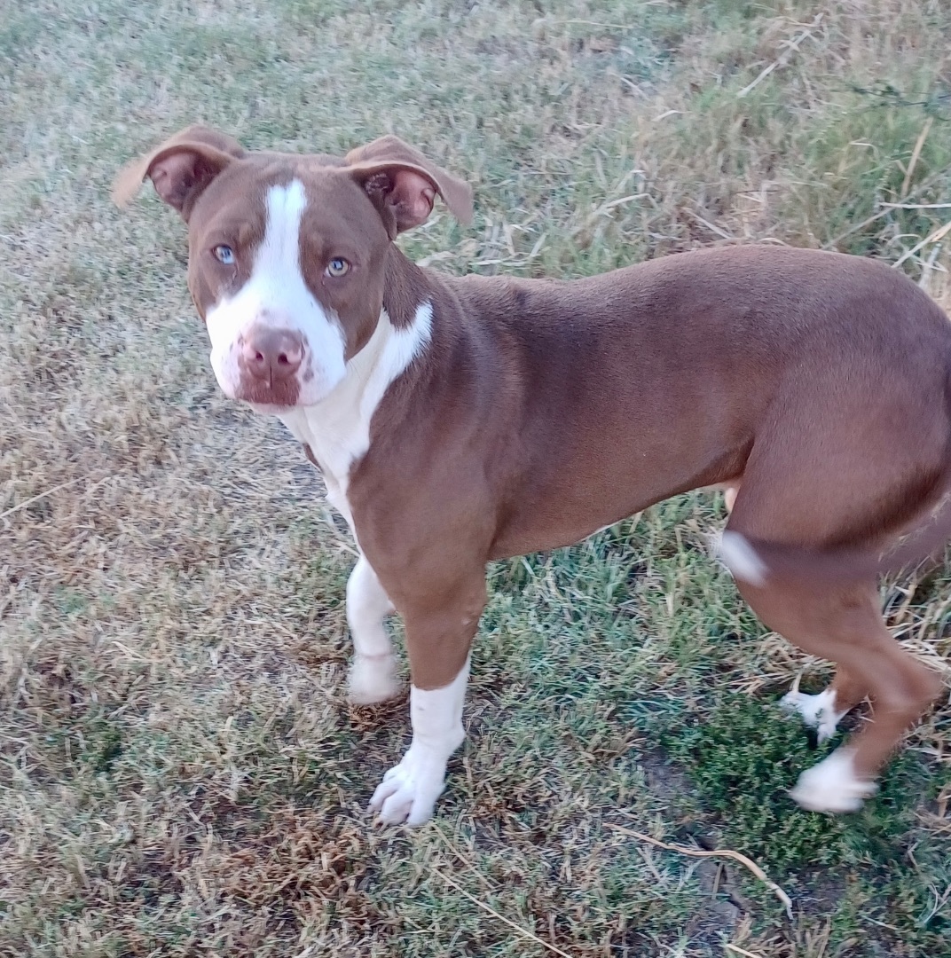 Hickory, Adoptable, Young Male American Staffordshire Terrier.
