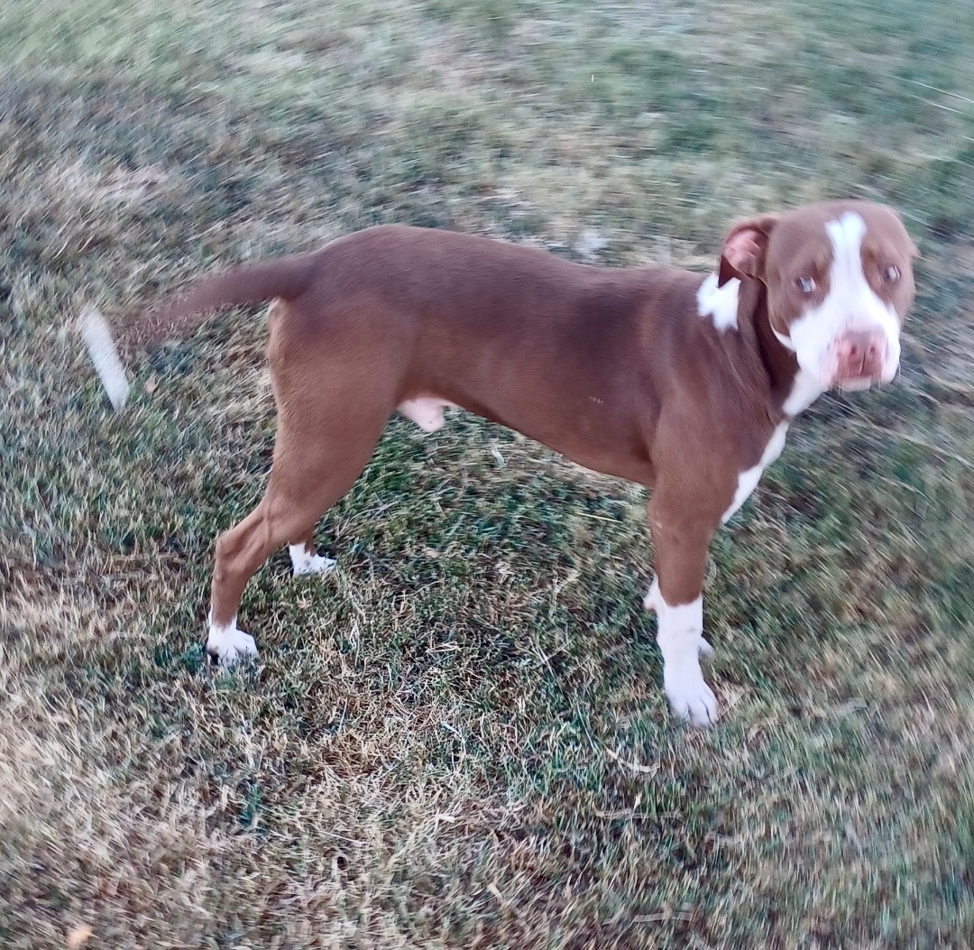 Hickory, Adoptable, Young Male American Staffordshire Terrier.