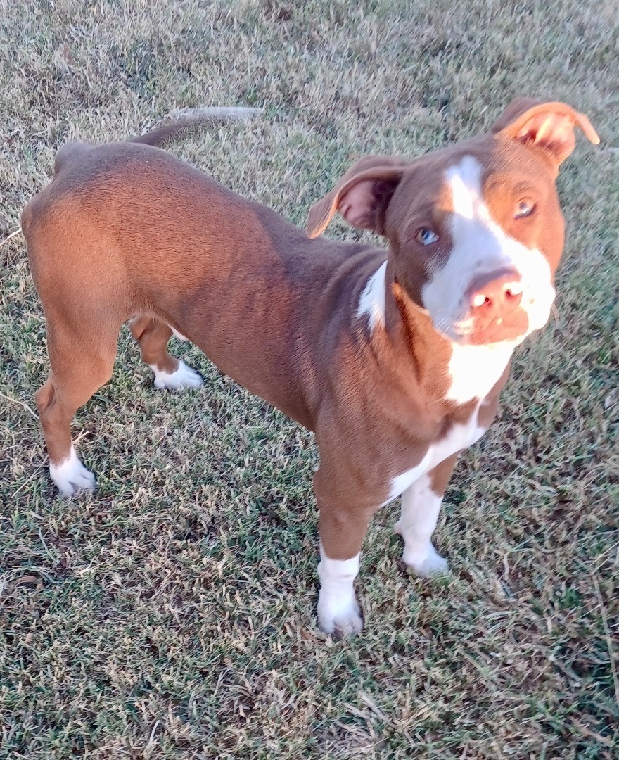 Enlarge Hickory, a Adoptable mixed breed in Newport, AR image 3/17
