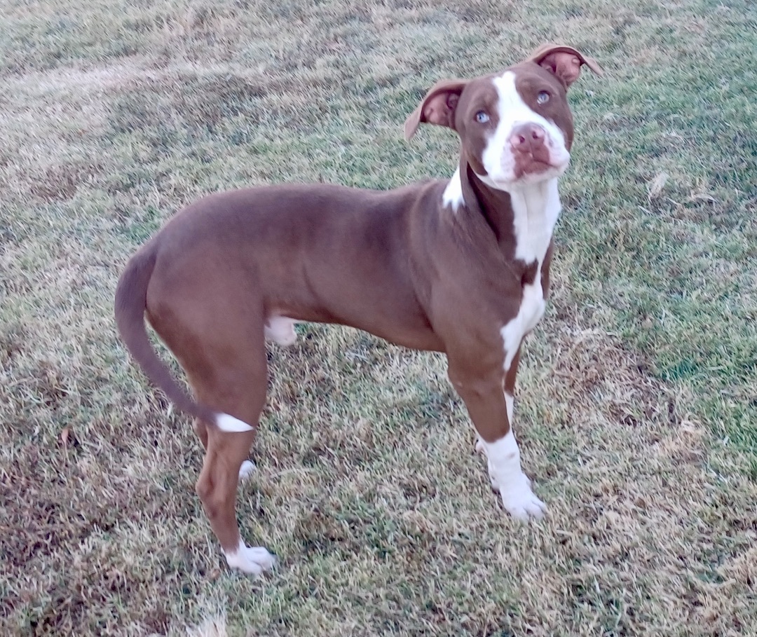 Enlarge Hickory, a Adoptable mixed breed in Newport, AR image 4/17