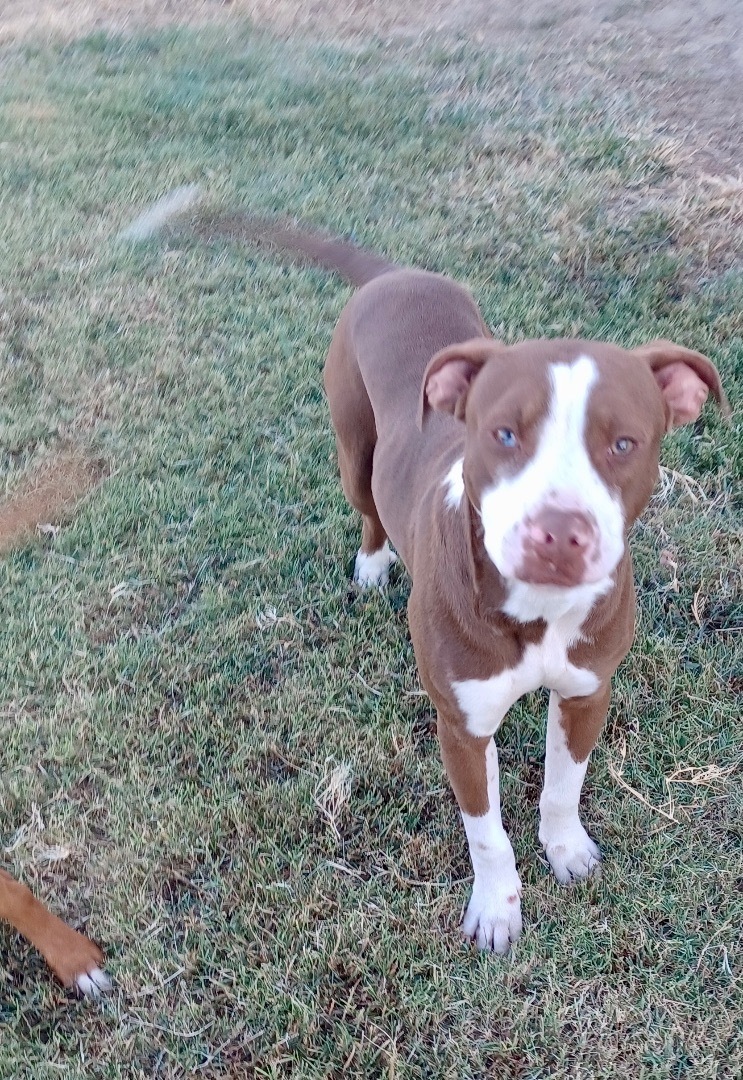 Enlarge Hickory, a Adoptable mixed breed in Newport, AR image 5/17