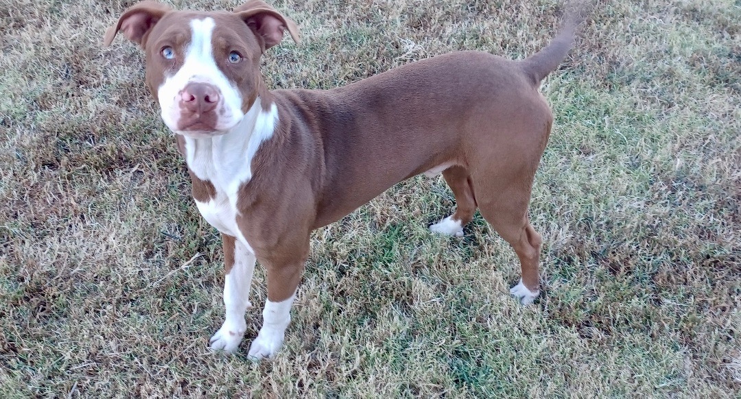 Enlarge Hickory, a Adoptable mixed breed in Newport, AR image 6/17