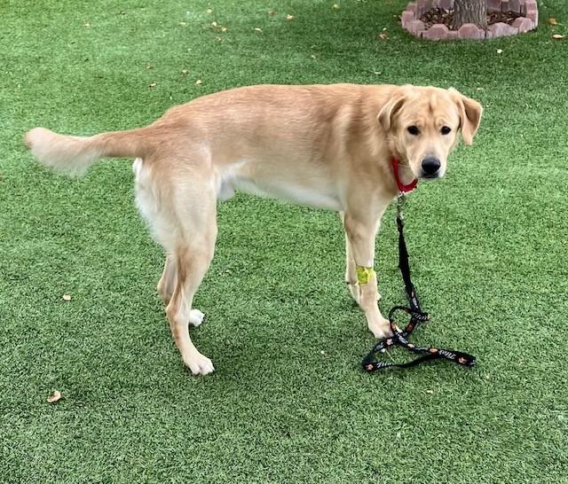 Oliver, a Adopted mixed breed in Golden, CO image 4/6