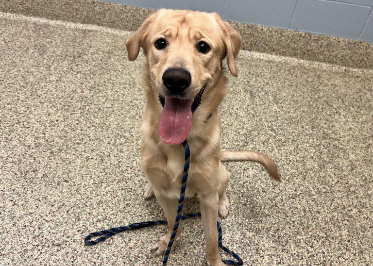 Oliver, a Adopted mixed breed in Golden, CO image 3/6