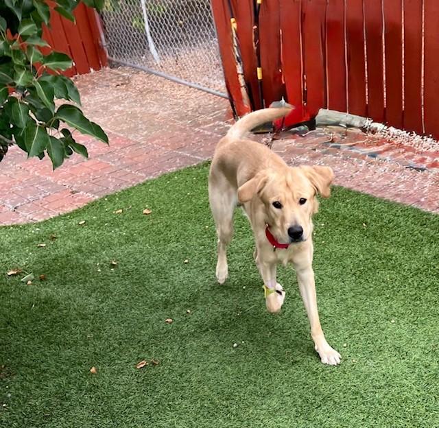 Oliver, a Adopted mixed breed in Golden, CO image 2/6