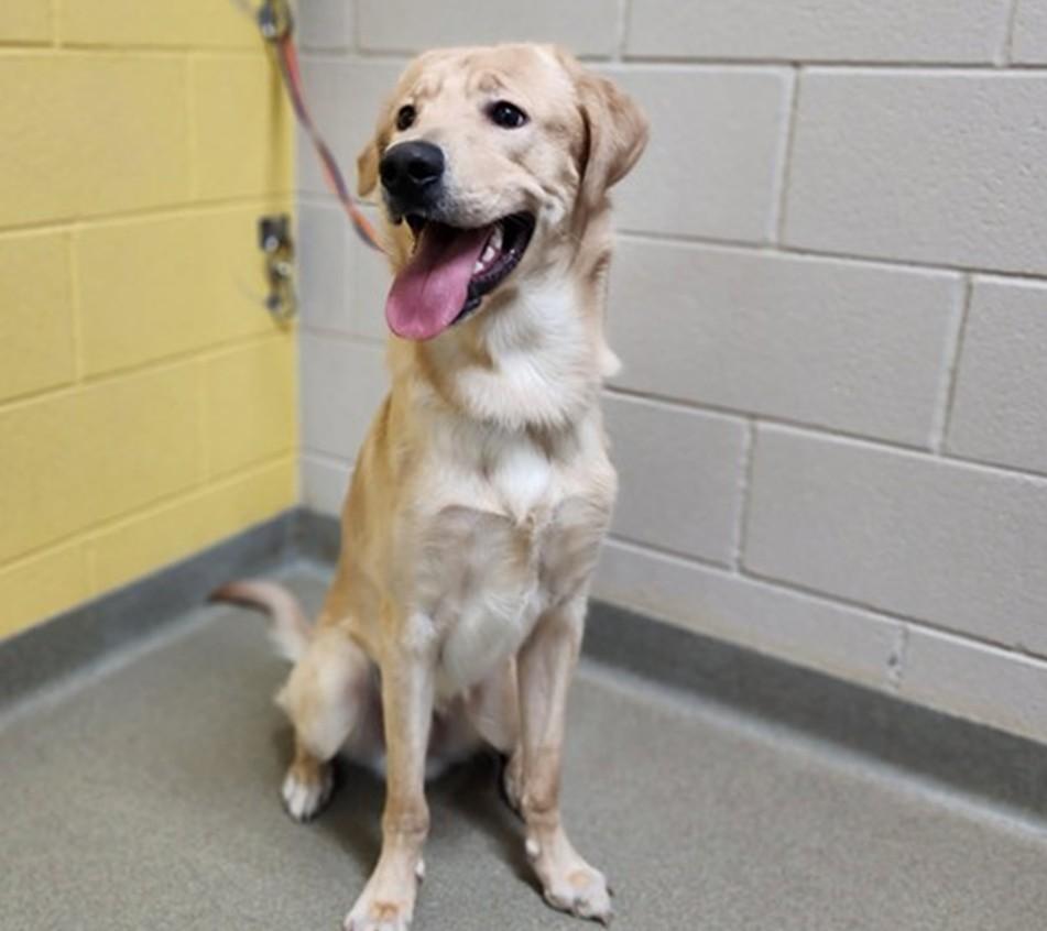 Oliver, Adopted, Young Male Golden Retriever & Yellow Labrador Retriever.