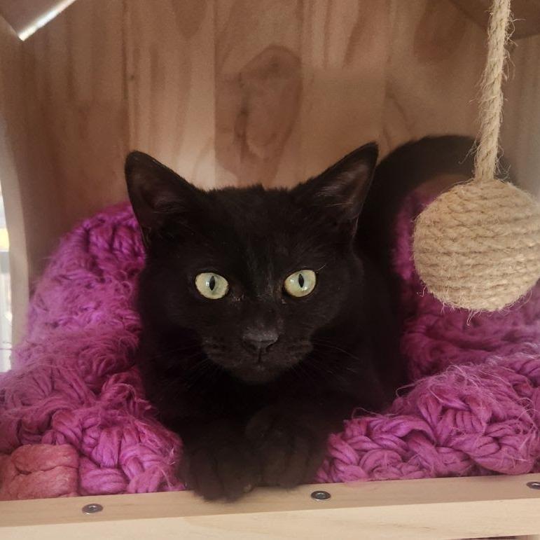 Annabelle Lee, Adoptable, Kitten Female Domestic Short Hair.