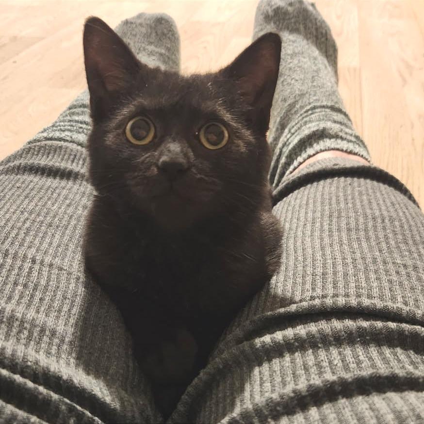 Annabelle Lee, Adoptable, Kitten Female Domestic Short Hair.