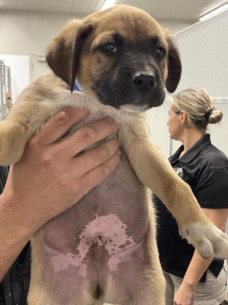 Enlarge Rex, a Adoptable mixed breed in Victorville, CA image 1/1