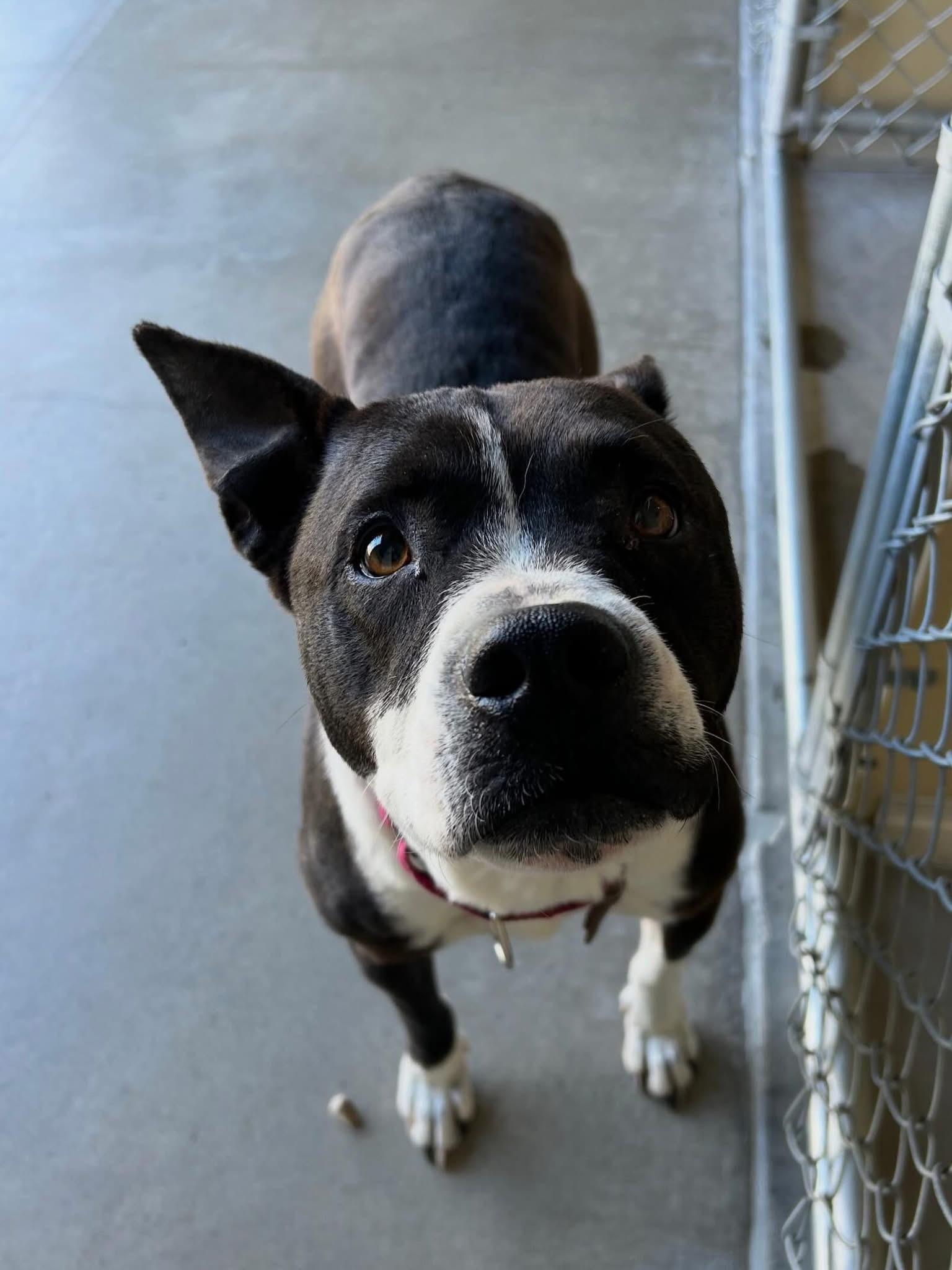 Enlarge Sadie, a ADOPTABLE Mixed Breed in Wilsall, MT image 1/1