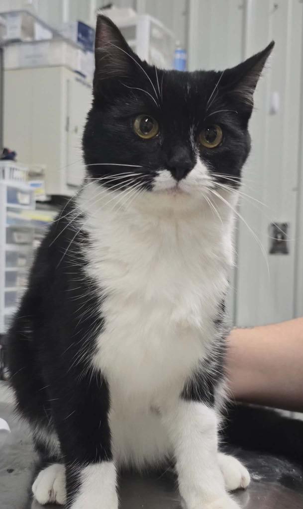 Enlarge Precious, a Adoptable mixed breed in Hillsdale, IN image 1/1