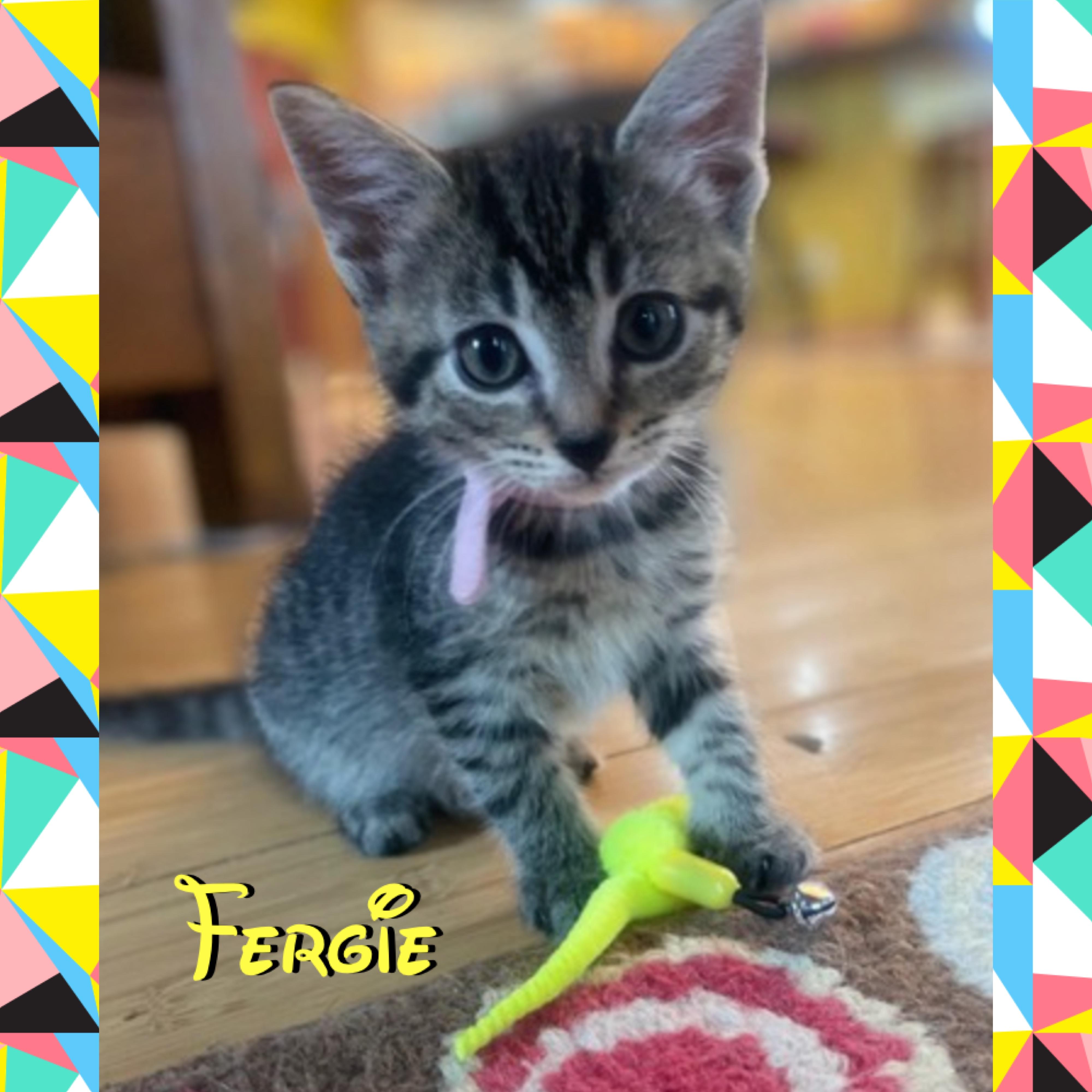 Enlarge Fergie, a ADOPTABLE mixed breed in Red Lodge, MT image 2/3