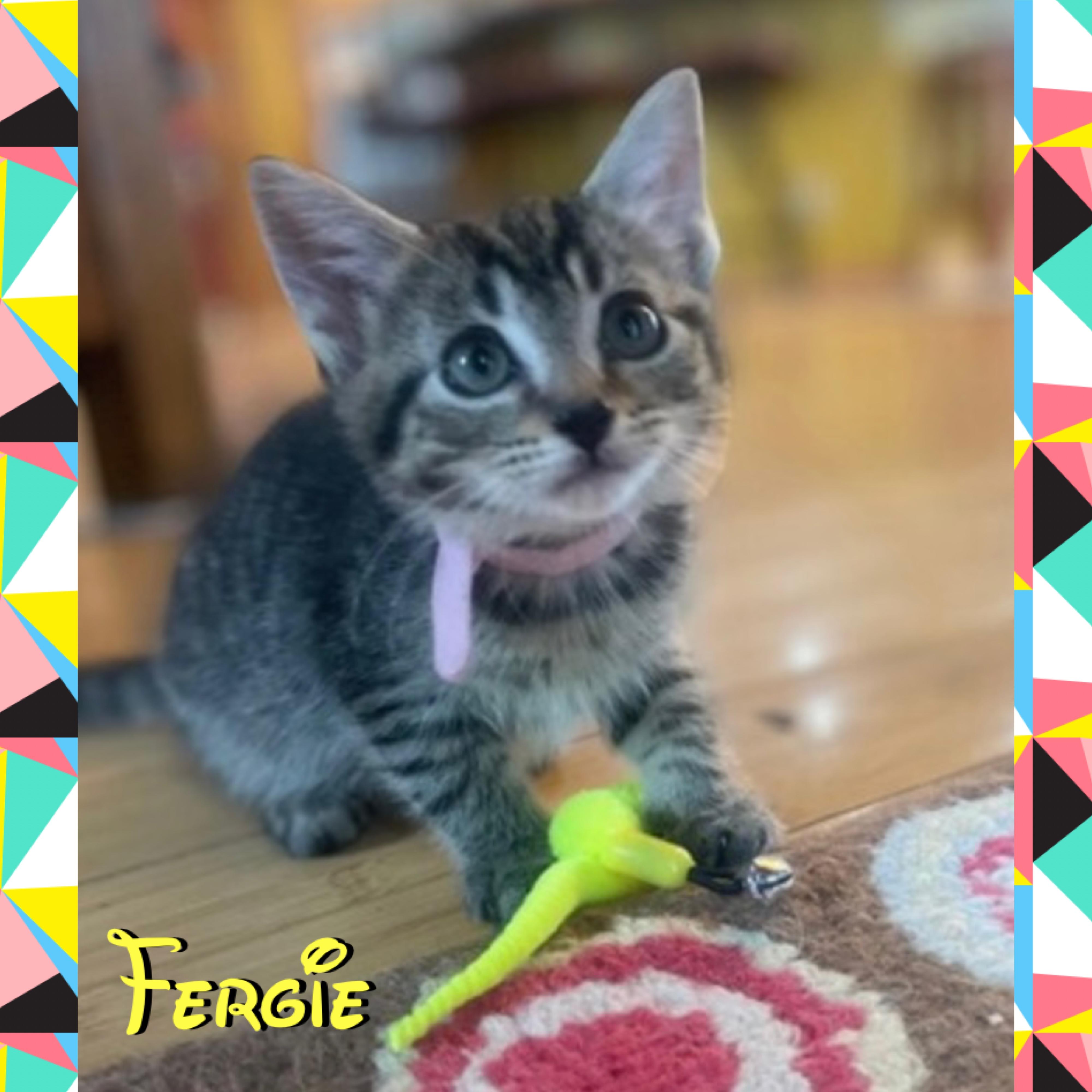 Fergie, ADOPTABLE, Kitten Female Domestic Short Hair.