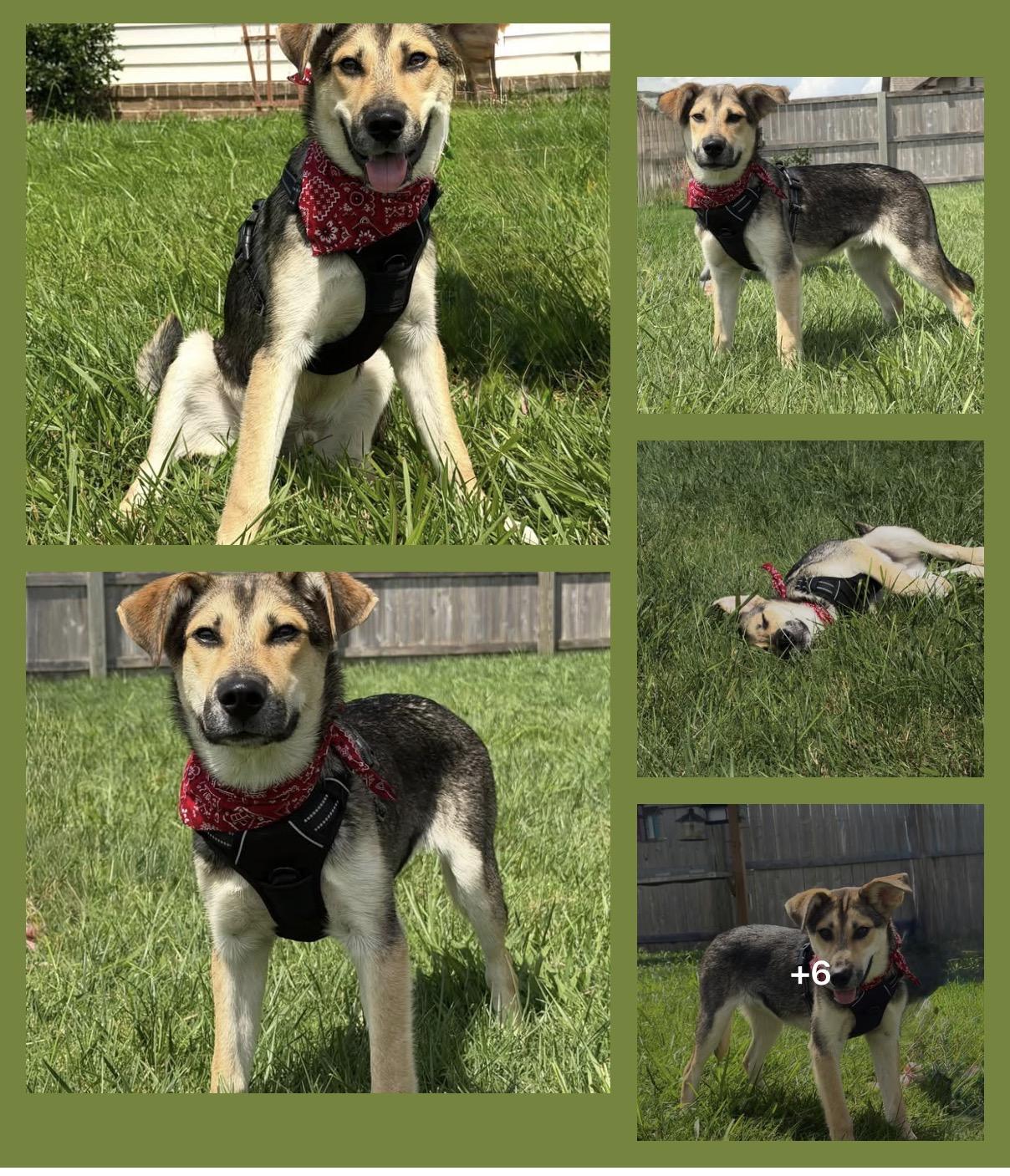 Sam, Adoptable, Young Male German Shepherd Dog & Carolina Dog.