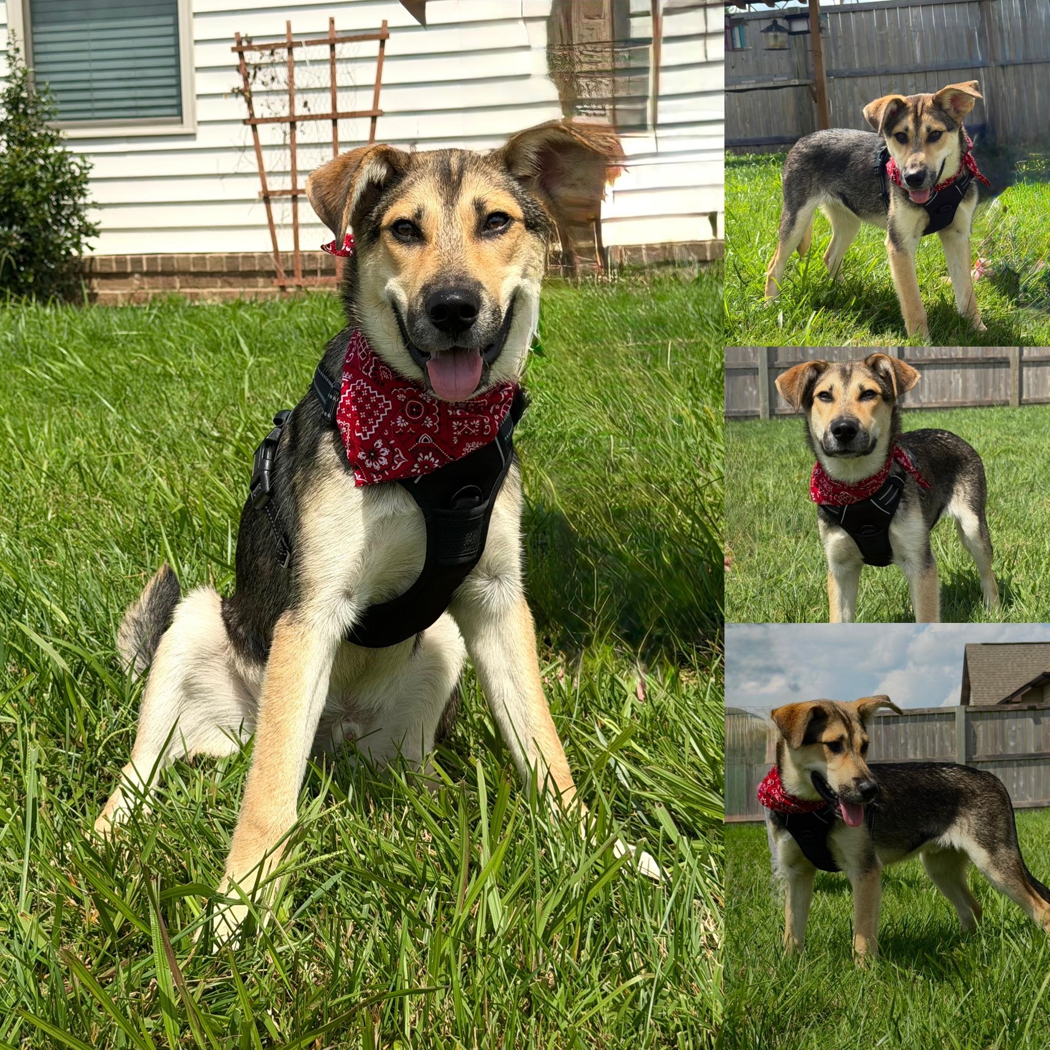 Enlarge Sam, a Adoptable mixed breed in Maryville, TN image 5/6