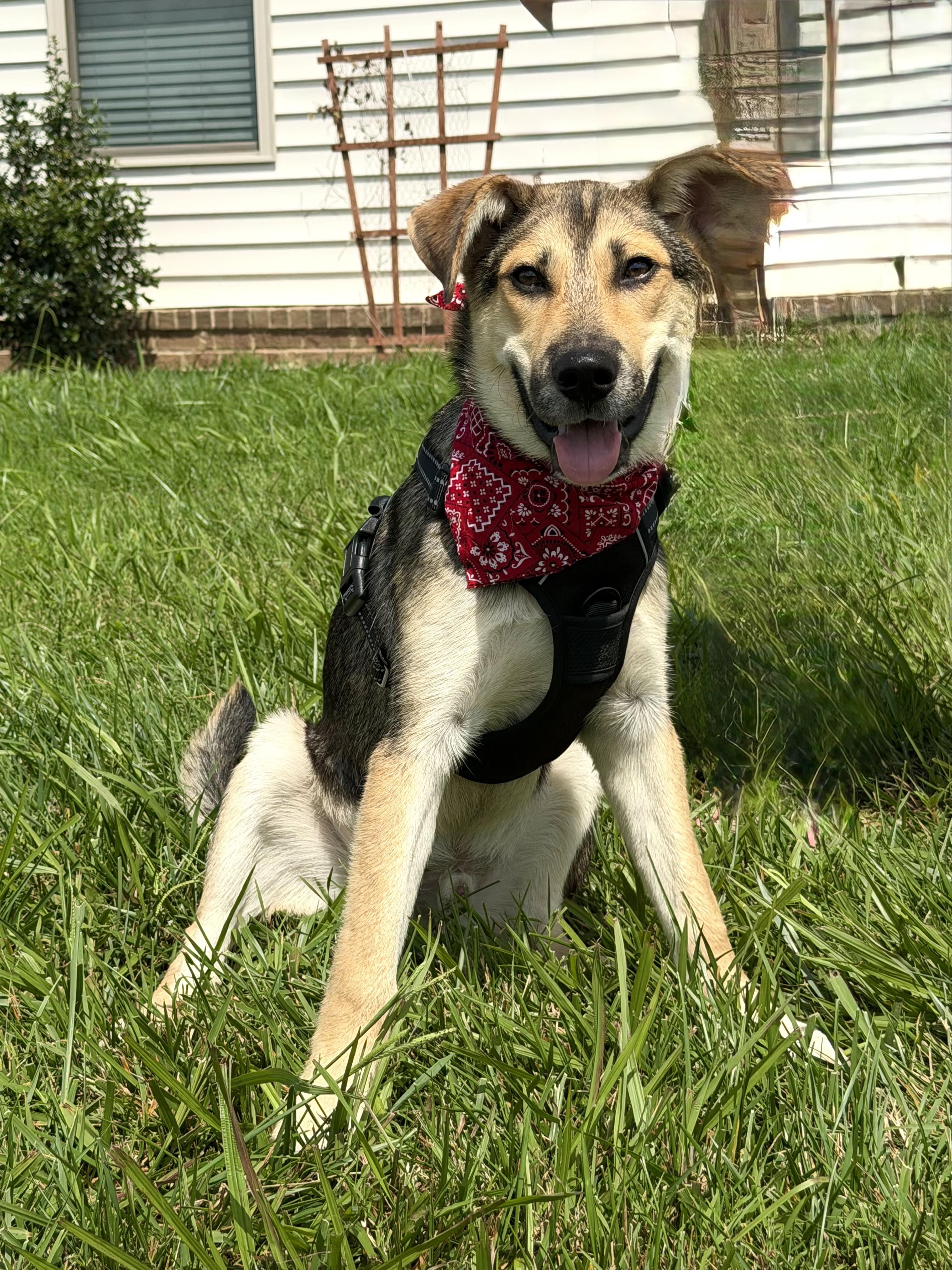 Enlarge Sam, a Adoptable mixed breed in Maryville, TN image 4/6