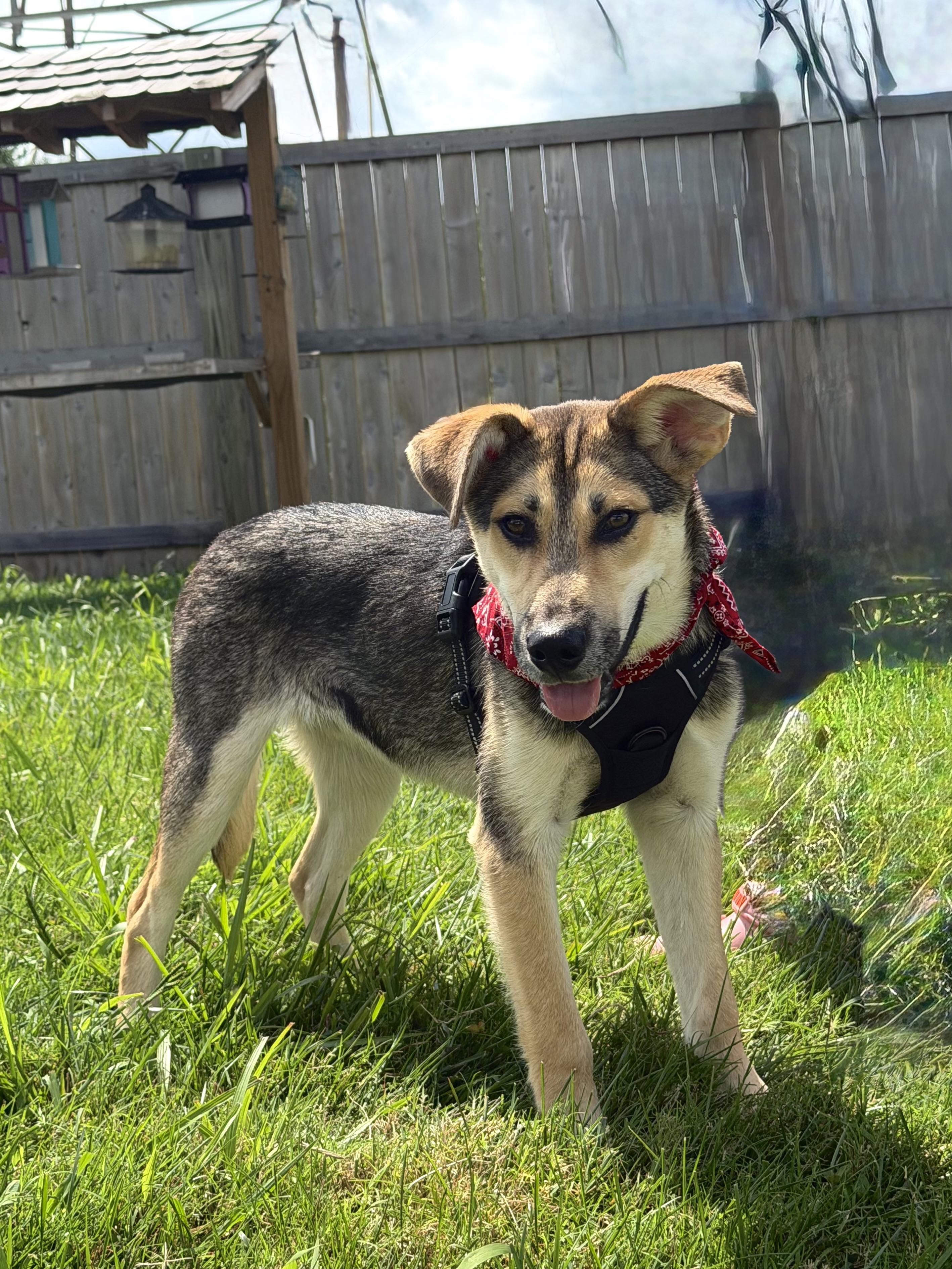 Enlarge Sam, a Adoptable mixed breed in Maryville, TN image 3/6