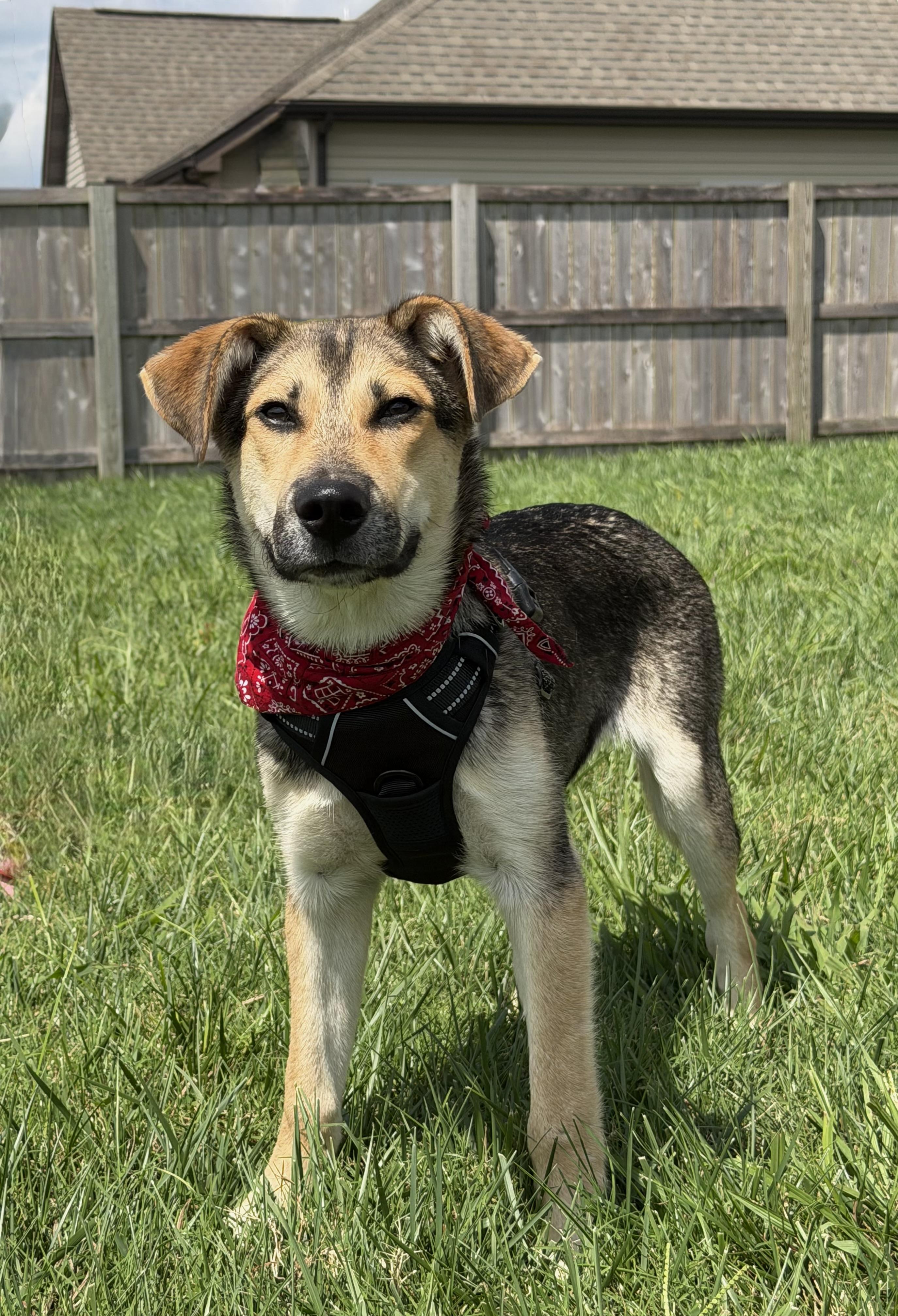 Enlarge Sam, a Adoptable mixed breed in Maryville, TN image 6/6