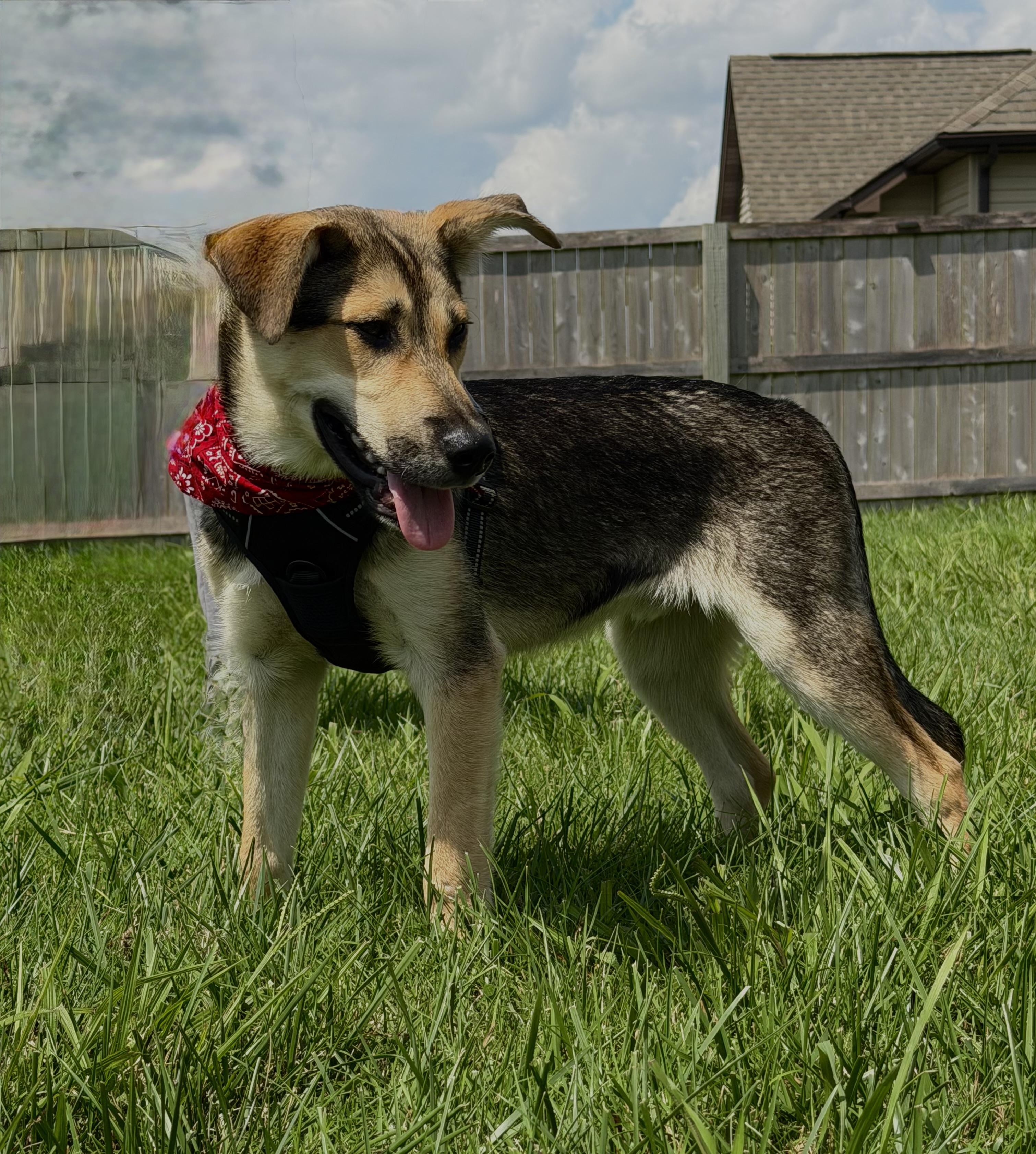 Enlarge Sam, a Adoptable mixed breed in Maryville, TN image 2/6
