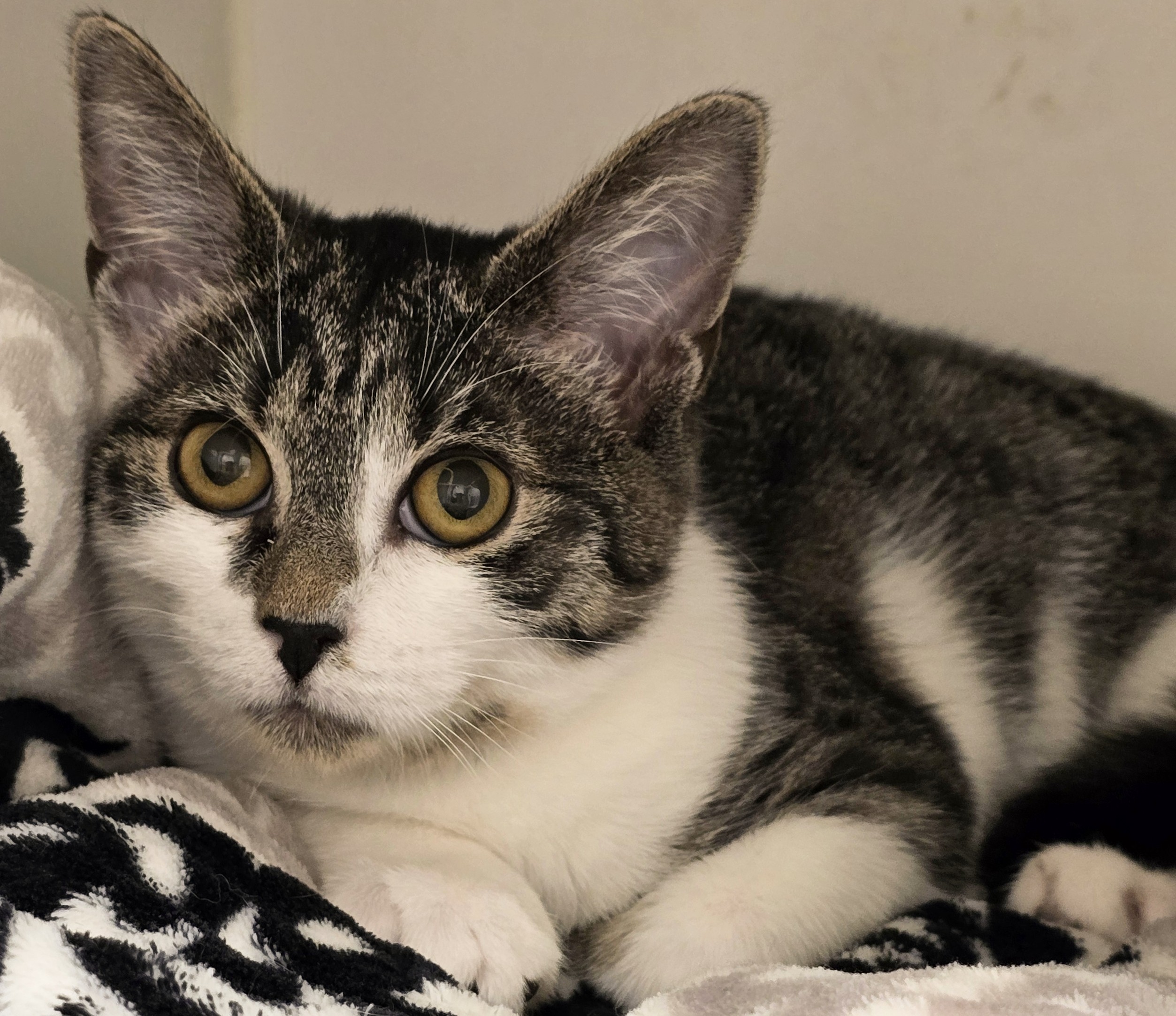 Cat for adoption 4532 Oscar, a Domestic Short Hair Mix in Amityville