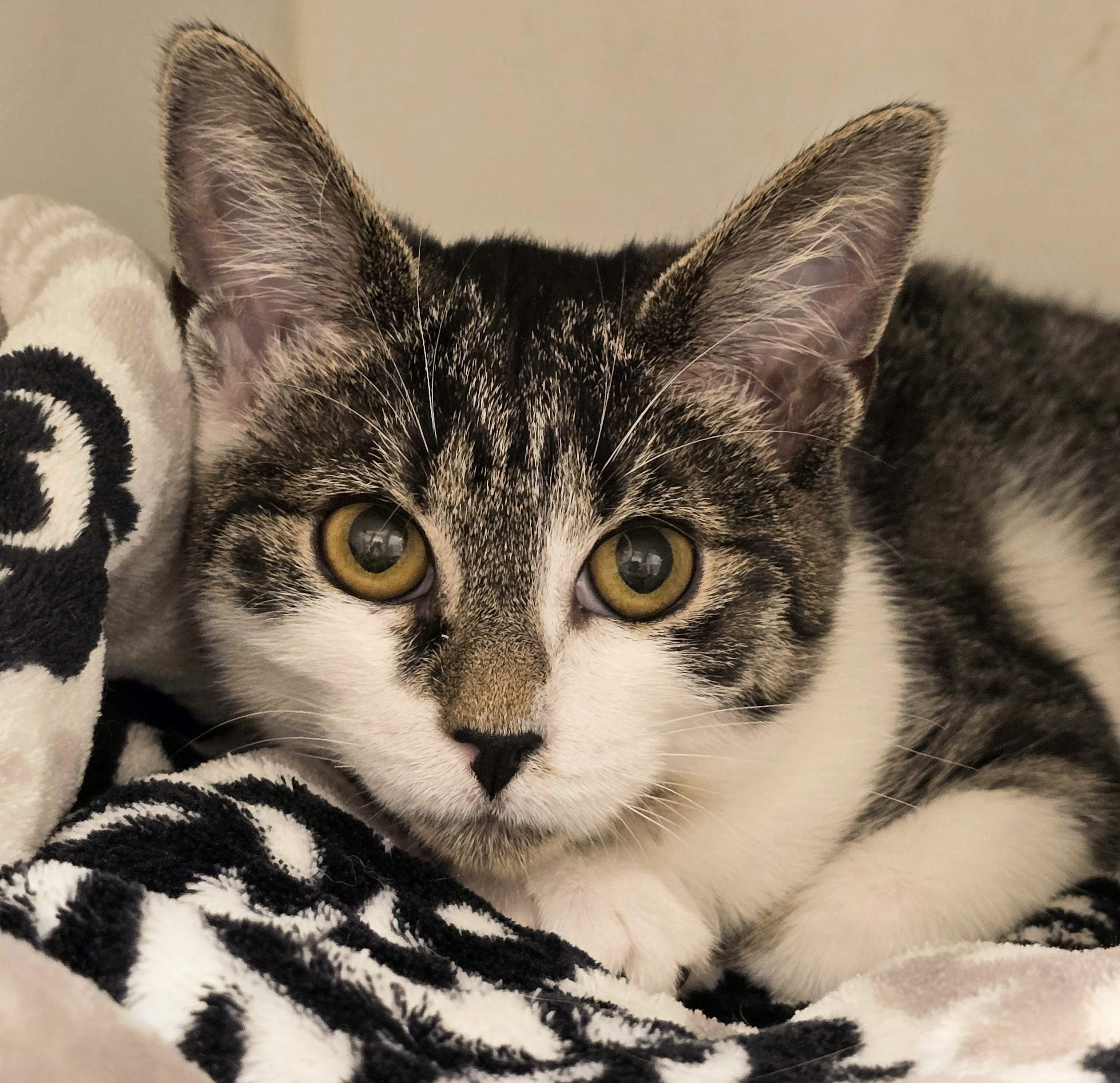 Cat for adoption 4532 Oscar, a Domestic Short Hair Mix in Amityville