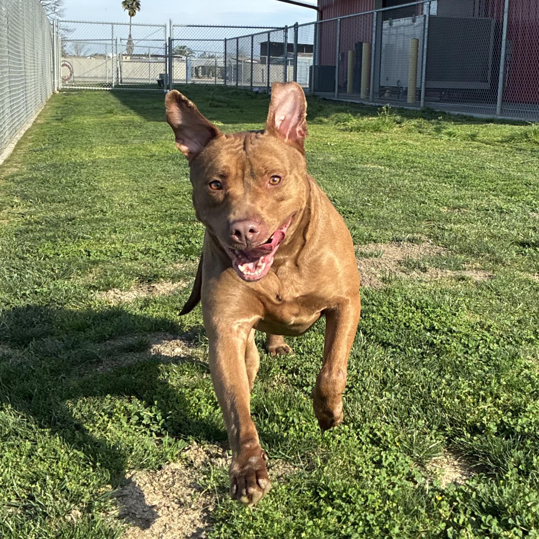 Enlarge JASMINE, a Adoptable Pit Bull Terrier in Delano, CA image 2/4