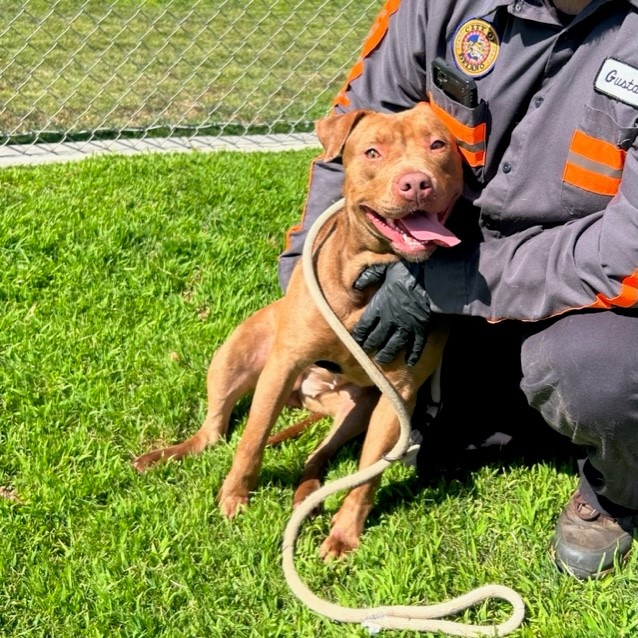 JASMINE, Adoptable, Adult Female Pit Bull Terrier.
