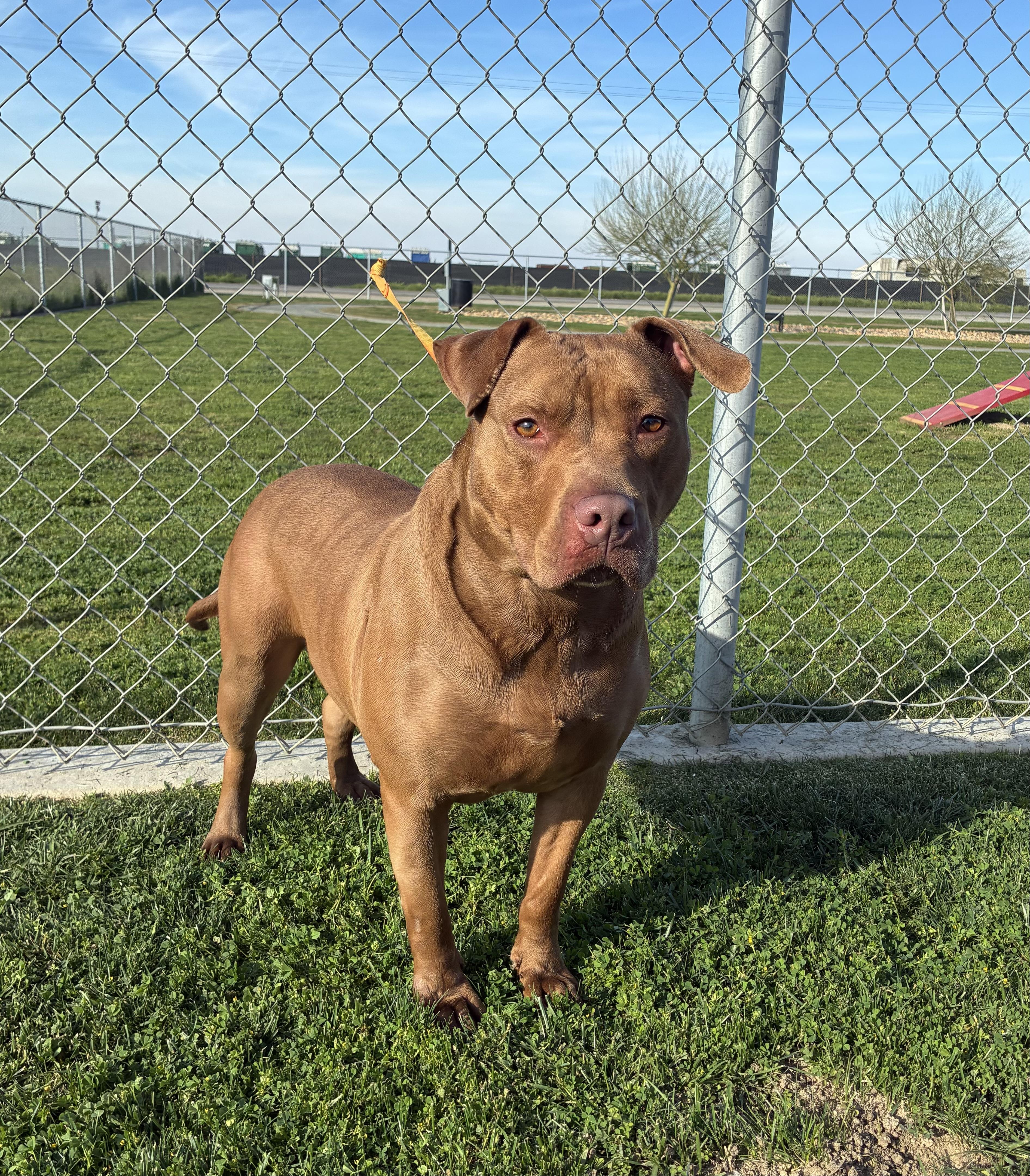 Enlarge JASMINE, a Adoptable Pit Bull Terrier in Delano, CA image 1/4