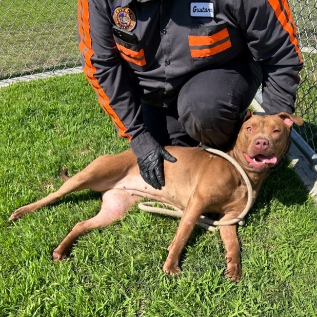 JASMINE, a Adoptable Pit Bull Terrier in Delano, CA image 4/4