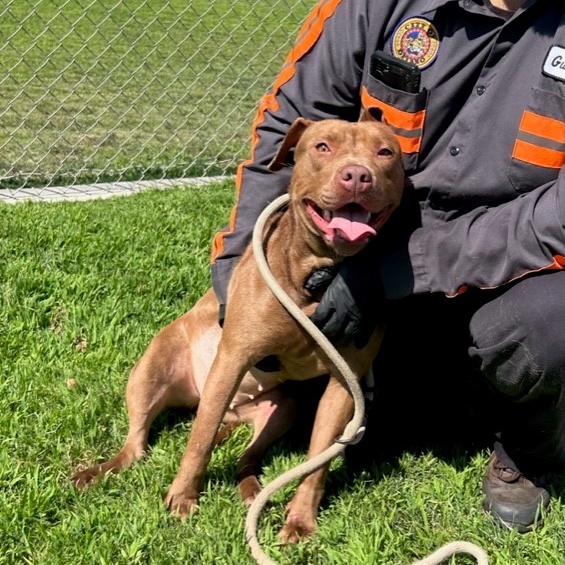 JASMINE, a Adoptable Pit Bull Terrier in Delano, CA image 3/4