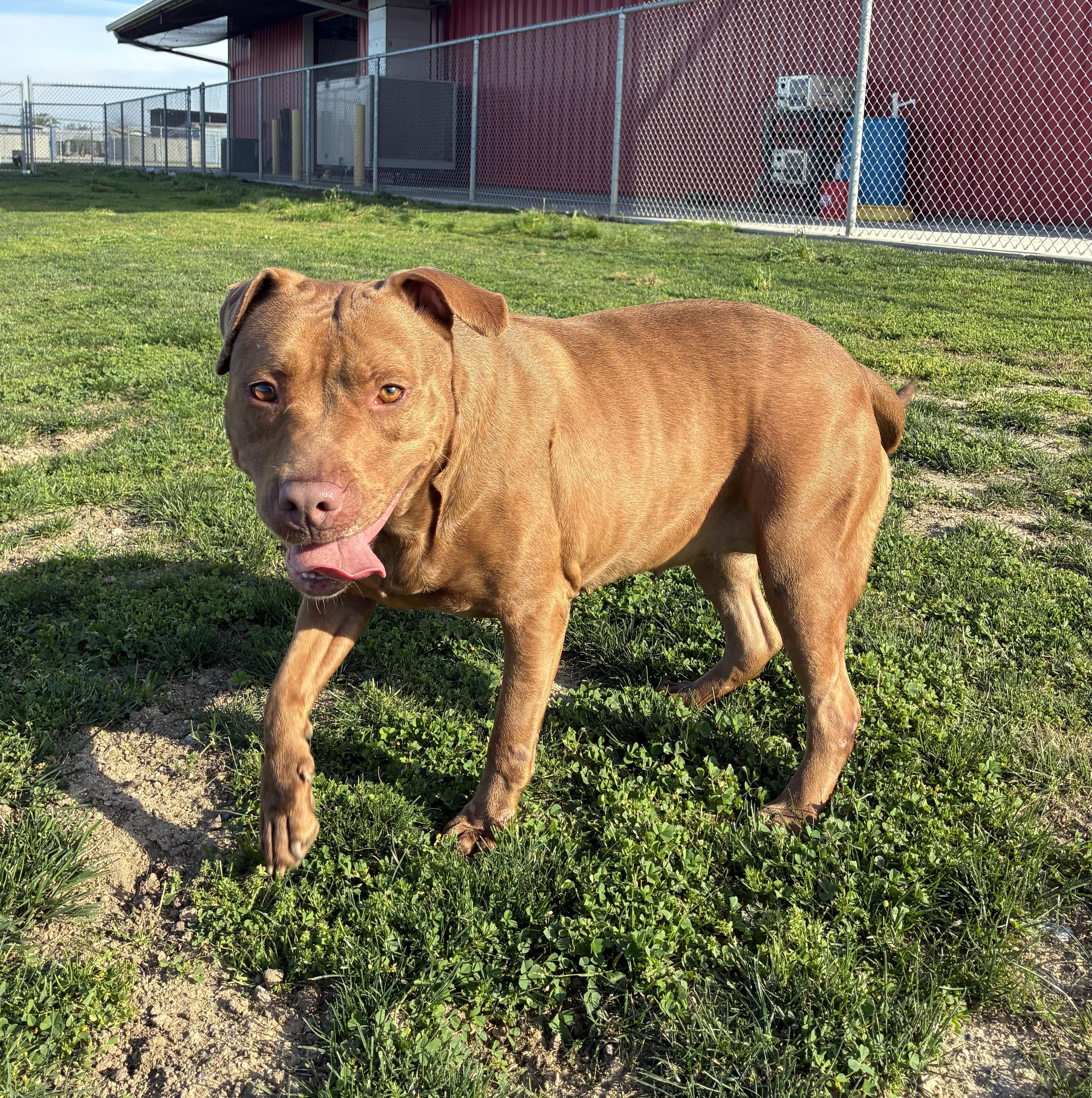 Enlarge JASMINE, a Adoptable Pit Bull Terrier in Delano, CA image 4/4