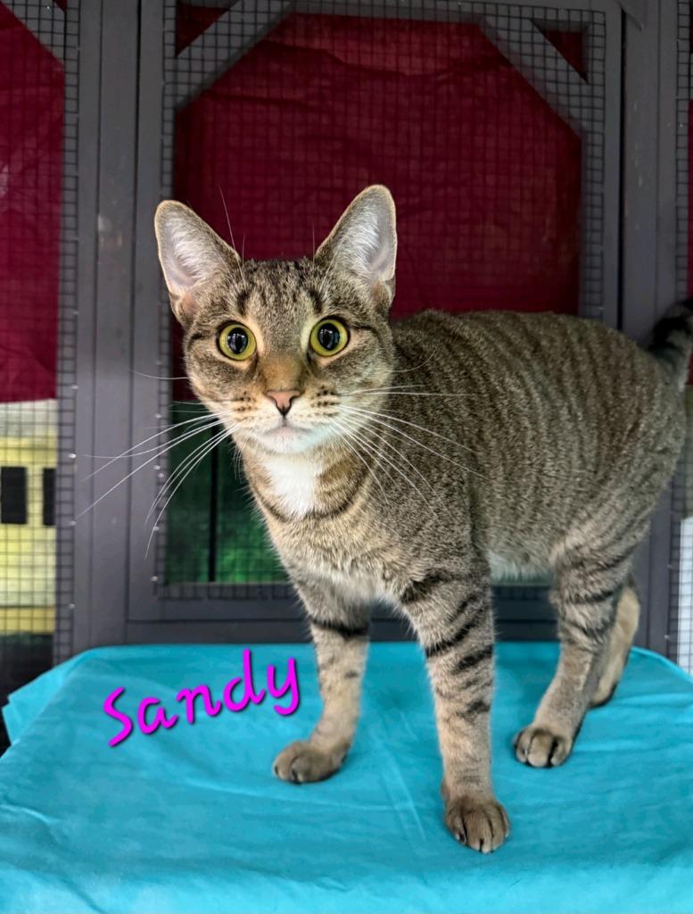 Sandy, Adoptable, Adult Female Domestic Short Hair.