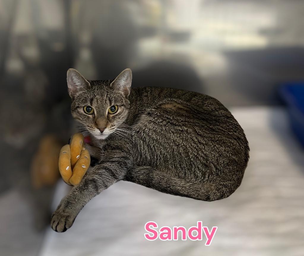 Enlarge Sandy, a Adoptable mixed breed in Jim Thorpe, PA image 2/3