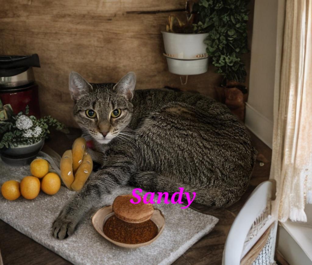 Enlarge Sandy, a Adoptable mixed breed in Jim Thorpe, PA image 3/3