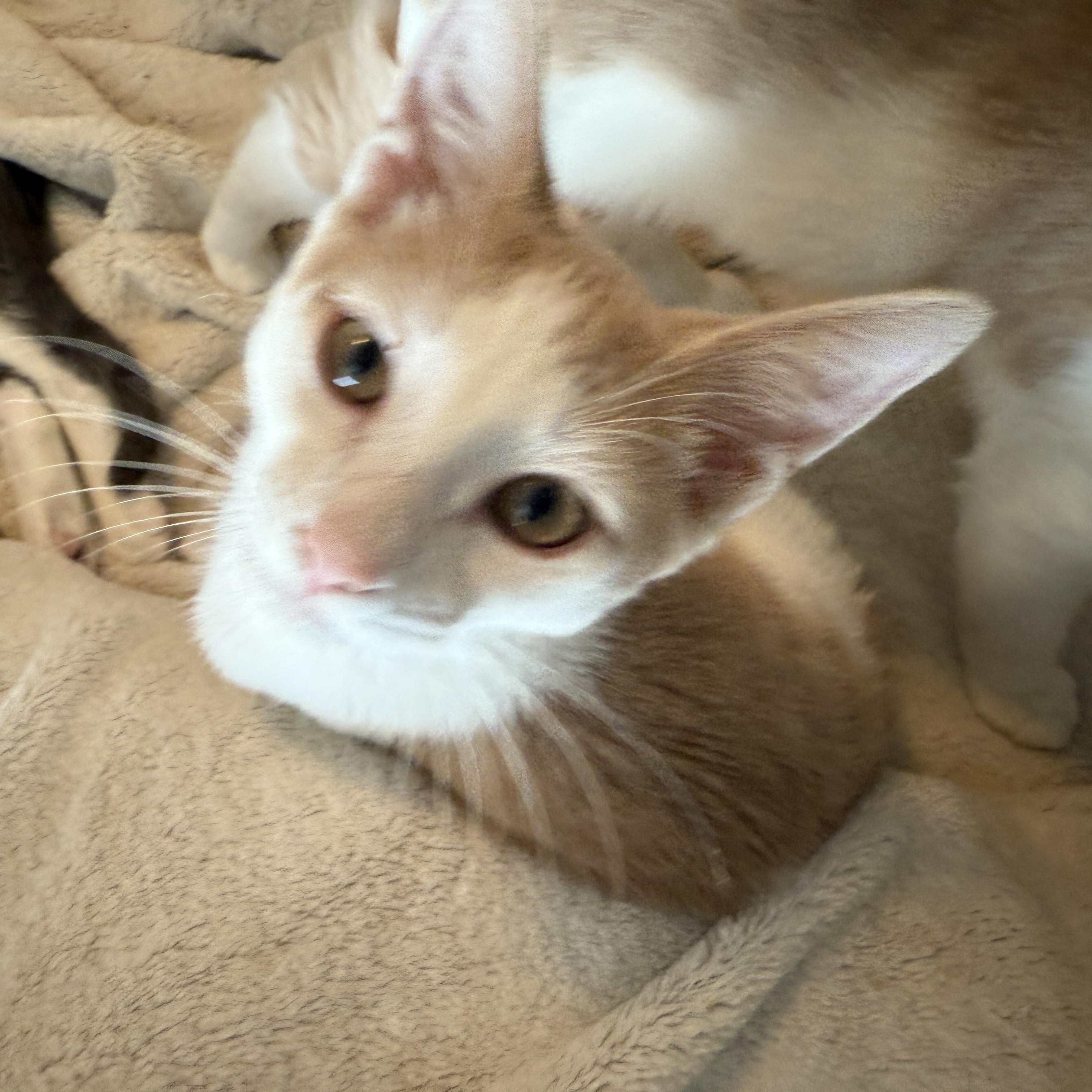 Enlarge Jiggly, a Adoptable Domestic Short Hair in East Boston , MA image 2/4