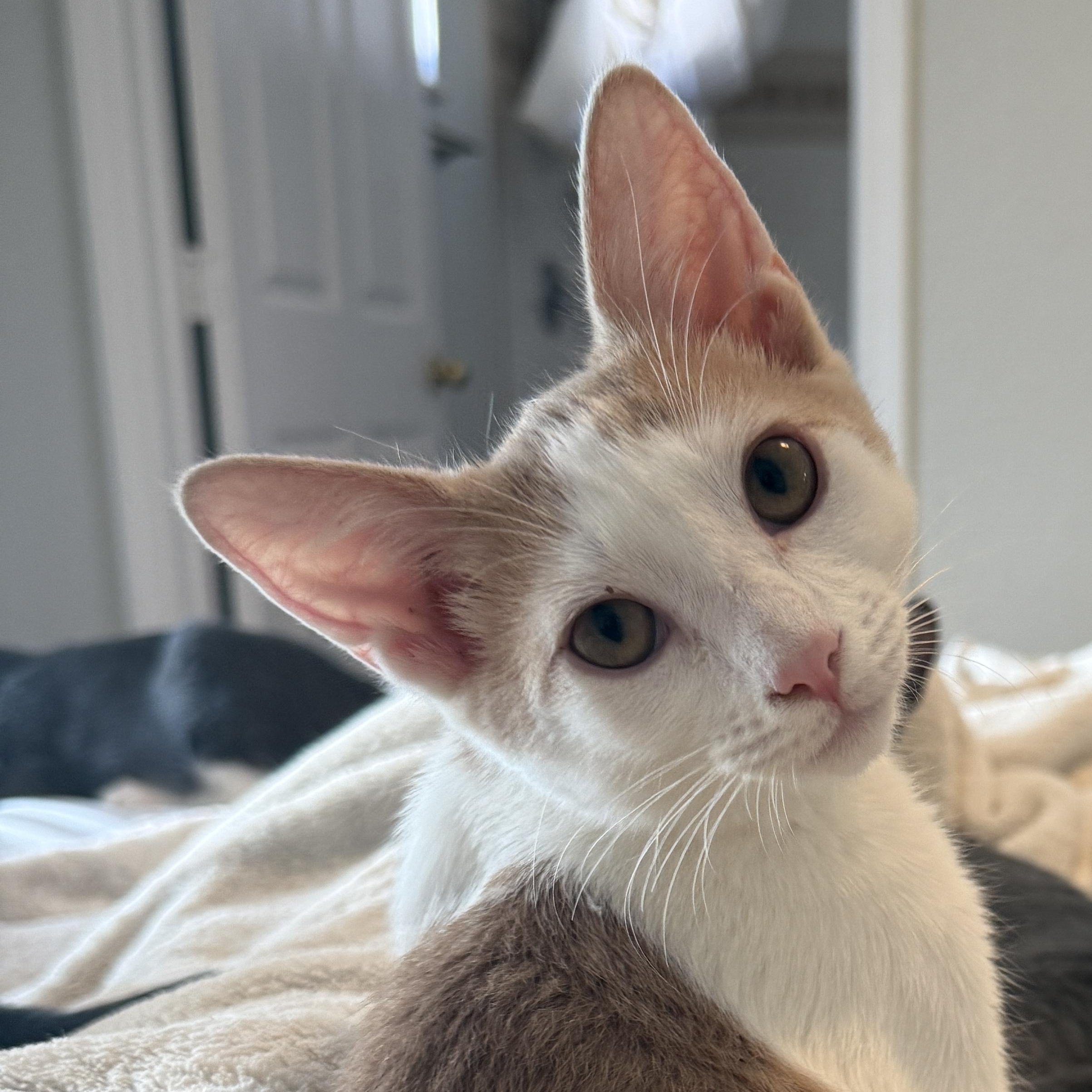 Enlarge Jiggly, a Adoptable Domestic Short Hair in East Boston , MA image 1/4