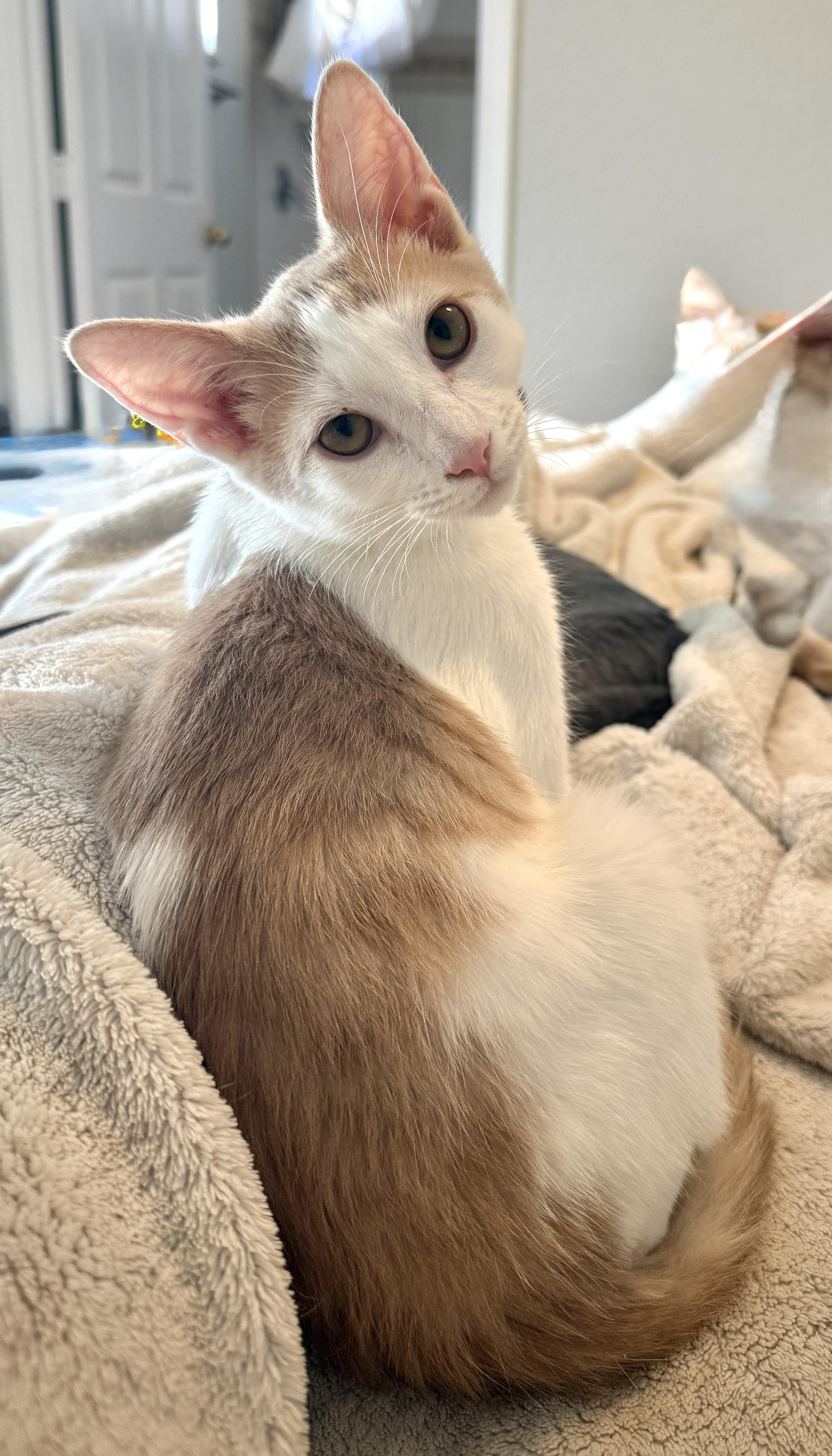 Enlarge Jiggly, a Adoptable Domestic Short Hair in East Boston , MA image 4/4